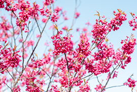 春画像4