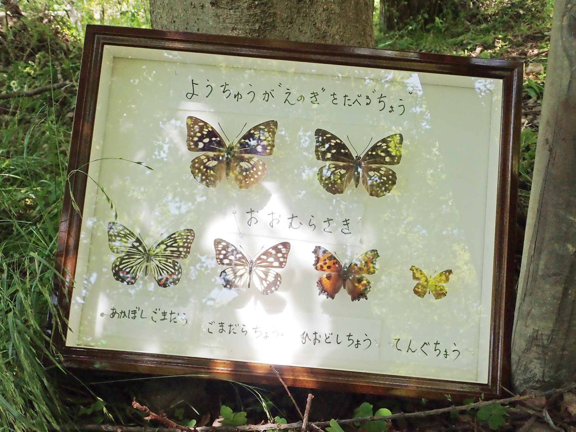 蝶の標本イメージ