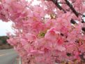 河津桜が見頃です