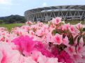 ツツジの花が咲きました！