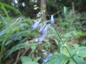 木陰に秋の花