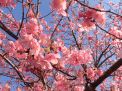 一足はやく桜の花