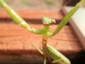 カマキリさん、はいチーズ！