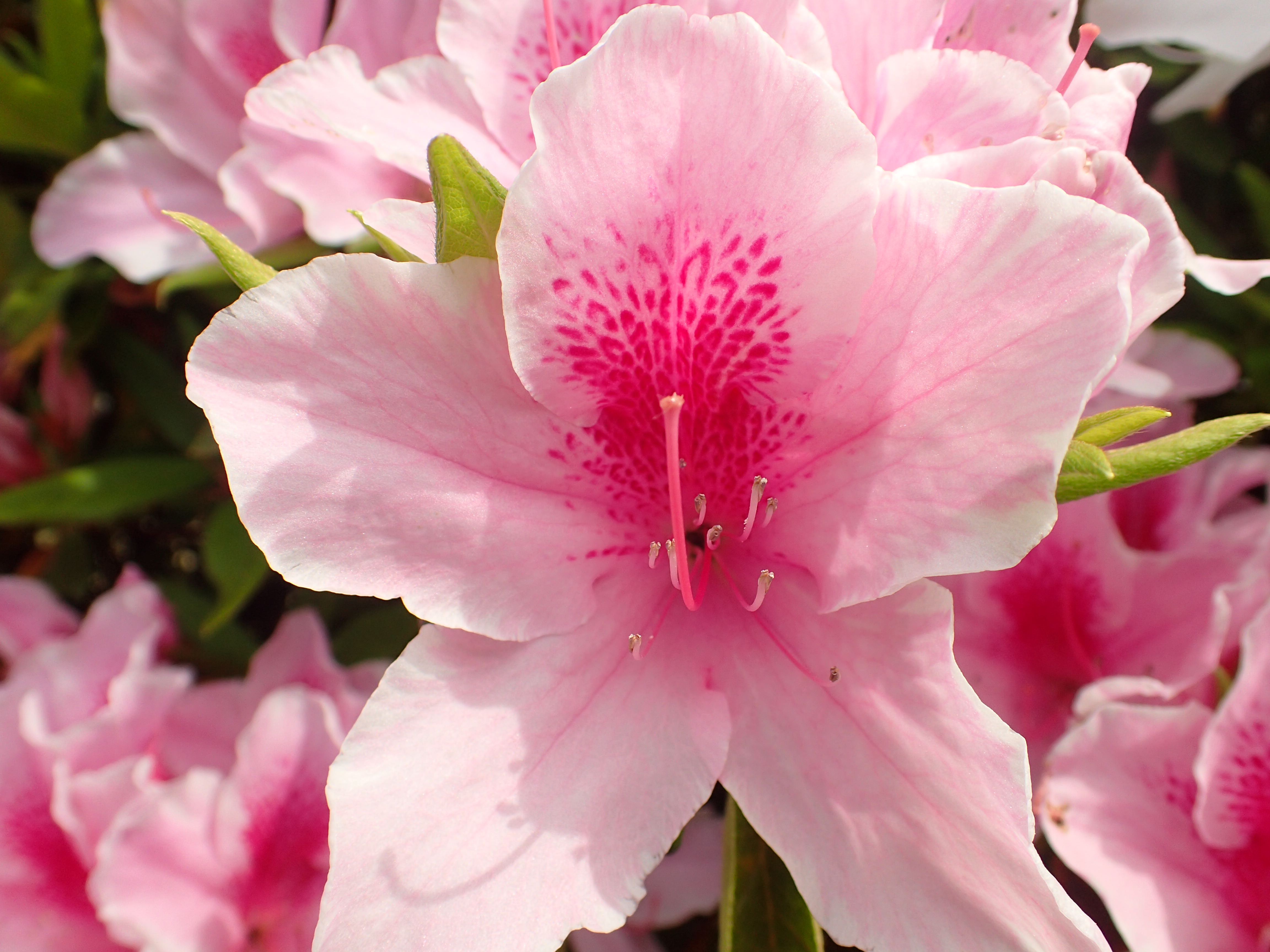 静岡県の花 エコパしぜん通信 エコパ公式ウェブサイト